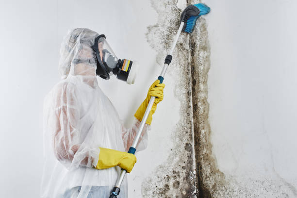 Best Best Mold Removal Companies  in Vernon, AL