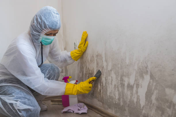 Best Mold Cleaning Services  in Vernon, AL