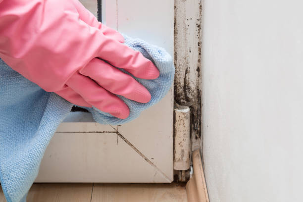 Best Toxic Mold Removal  in Vernon, AL