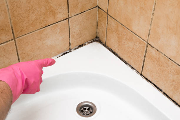 Best Professional Mold Removal  in Vernon, AL